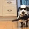 Perritos🐕 6