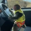 Monos y changuitos 4 🐒🦍🦧 5