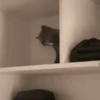 GATOS ANIMADOS ❤️🐈 10