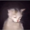 Gatos  25
