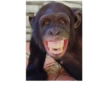 Macaco | Reações  14