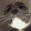 😸 Gatitos 😸 12
