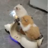 Animalitos 🦝🐭🐰🦊 24