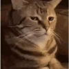 Gatitos Bonitos 8