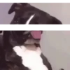 Memes 17