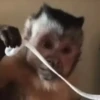 Monos y changuitos 4 🐒🦍🦧 28