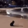 Animais malucos 😎 11
