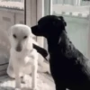 GIFs de Cachorros Reações 🐶 20
