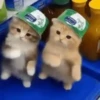 Kicau Mania / Scuba Cat 😸 9