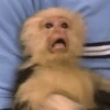 Macacos 10
