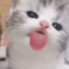 Gatinho Arteiro
