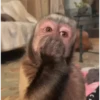 Más Monkys 🐵 7