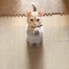 Gatitos Bonitos 20
