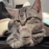 Gatos com Amor 4 😻❤️ 9