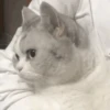 Mewing gato gatos 15