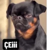 @bobcat.oficial tiktok kwai 22