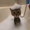 GATOS ANIMADOS ❤️🐈 11