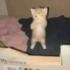 GATINHOS MEMES😹 6
