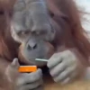 Monos y changuitos 4 🐒🦍🦧 10