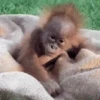Macaquinhos com sono 10