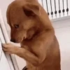 Memes cachorro | dog  5