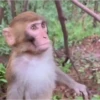 Monos Moods🙊🙉 14