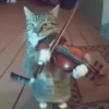 GATINHOS MEMES😹 14