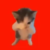 Kicau Mania / Scuba Cat 😸 7