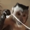 🙉Monos 🙊🐵 20