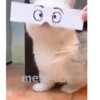 Gatinho 13