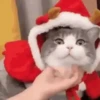 🎄😃 Memes navidad 😃🎄 5