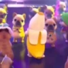 Pibble perro Tiktok 😎 5