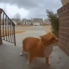 Gatos  13
