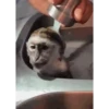 Macaco | Reações  11