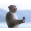 Macaco | Reações  9