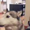 Perros y Gatos memes 🐾🐈🐶🐈‍⬛ 9