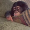 🙉Monos 🙊🐵 16