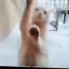 Perros y Gatos memes 🐾🐈🐶🐈‍⬛ 16