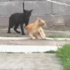 Michis Tóxicos Vol. 1 🐱💣 13