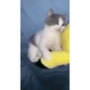 Gatitos random 💥😼 9
