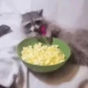 Raccoon feast