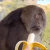 Macaquinhos reagindo 🙈 26