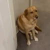 Bored Dog in Corner