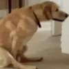 Cachorro Surpreso