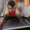 Monos y changuitos 4 🐒🦍🦧 19