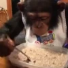 Monos y changuitos 4 🐒🦍🦧 17