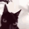 GIFs de Gatos Reações 2 🐱 6