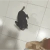 Memes cachorro | dog  7