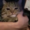 Gato Reconfortante
