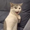 Michis Tóxicos Vol. 1 🐱💣 7